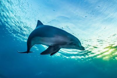 One dolphin swimming in the red sea