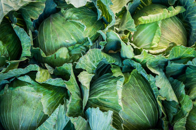 Full frame shot of fresh green leaves