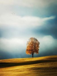 Trees on landscape against sky