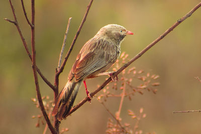 Close-up of bird perching on branch