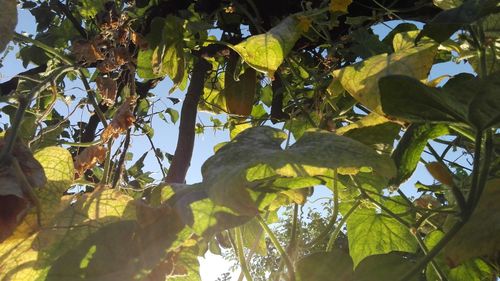 Low angle view of fruits hanging on tree