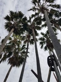 Low angle view of palm trees against sky