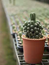 Close-up of cactus plant