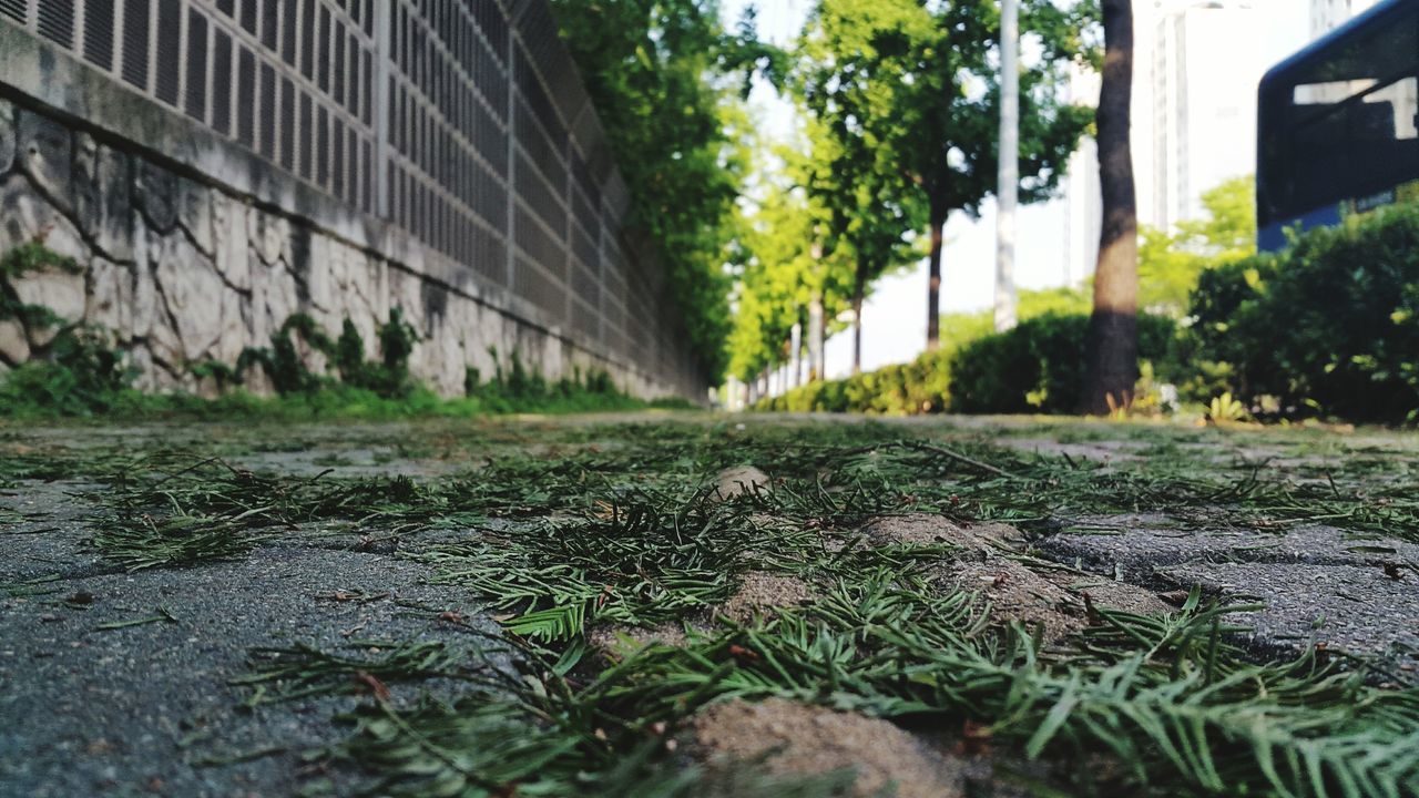 building exterior, built structure, architecture, plant, growth, leaf, tree, street, green color, house, surface level, outdoors, nature, day, growing, no people, sunlight, building, city, front or back yard