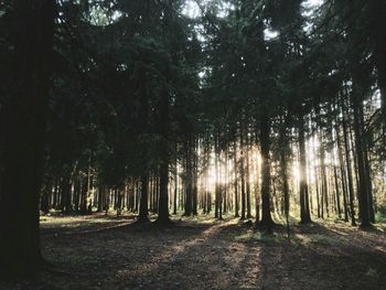 Trees in forest