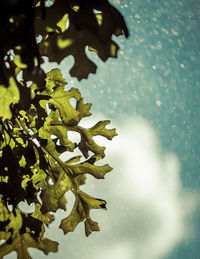 Close-up of leaves on tree