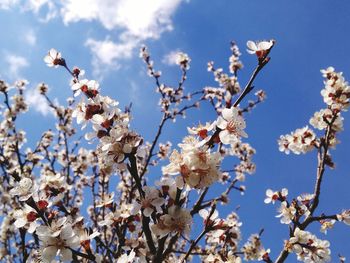 Low angle view of cherry blossom tree