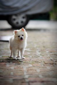Portrait of dog on footpath