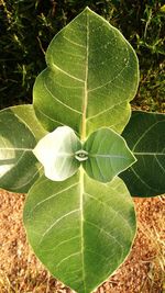 Close-up of green leaf