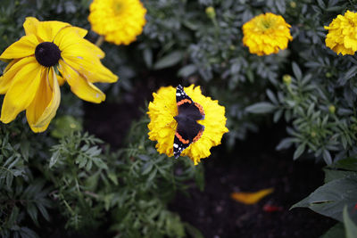 High angle view of insect on yellow flowering plant