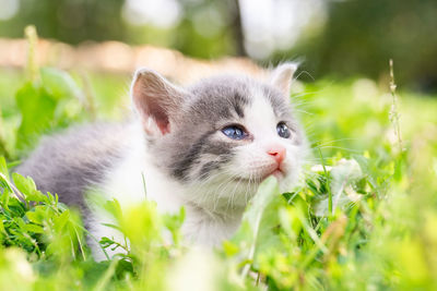 Portrait of kitten on field