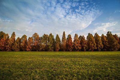 Trees on field against sky