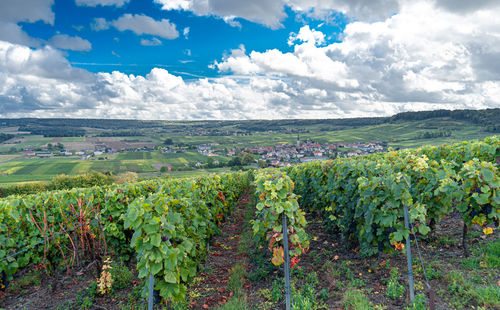 Scenic view of vineyard against sky