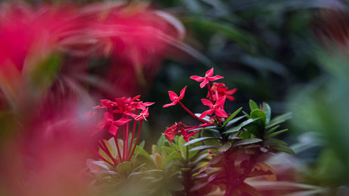 Close-up of red flowering plant