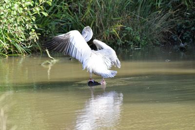 Swan in lake