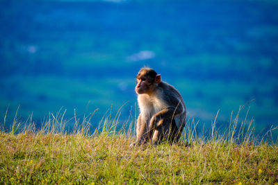 Monkey looking away on grass