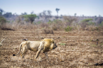 Side view of lion walking on land