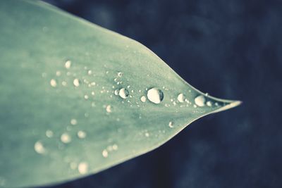 Close-up of water drops on leaf