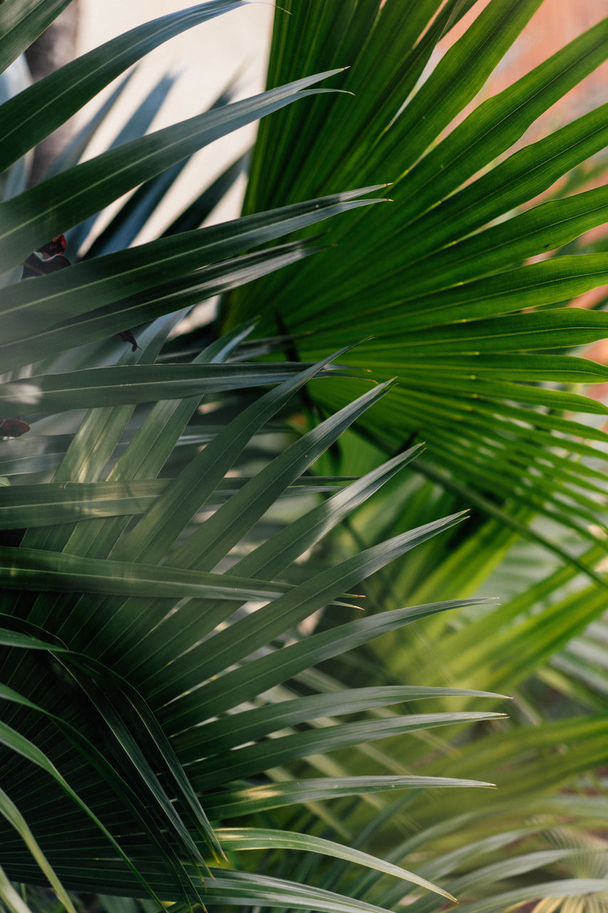 plant, palm leaf, leaf, tree, green, palm tree, plant part, growth, saw palmetto, nature, beauty in nature, grass, close-up, no people, tropical climate, branch, frond, flower, day, outdoors, backgrounds, sunlight, botany, tranquility, freshness, full frame