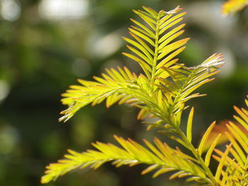 Close-up of fresh green leaves