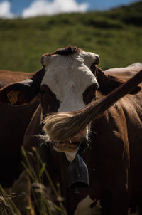 Close-up of a horse on a field