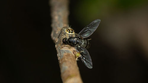 Close-up of a jumping spider