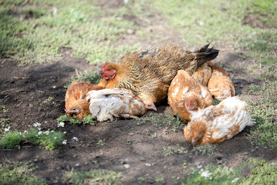 View of an animal on land