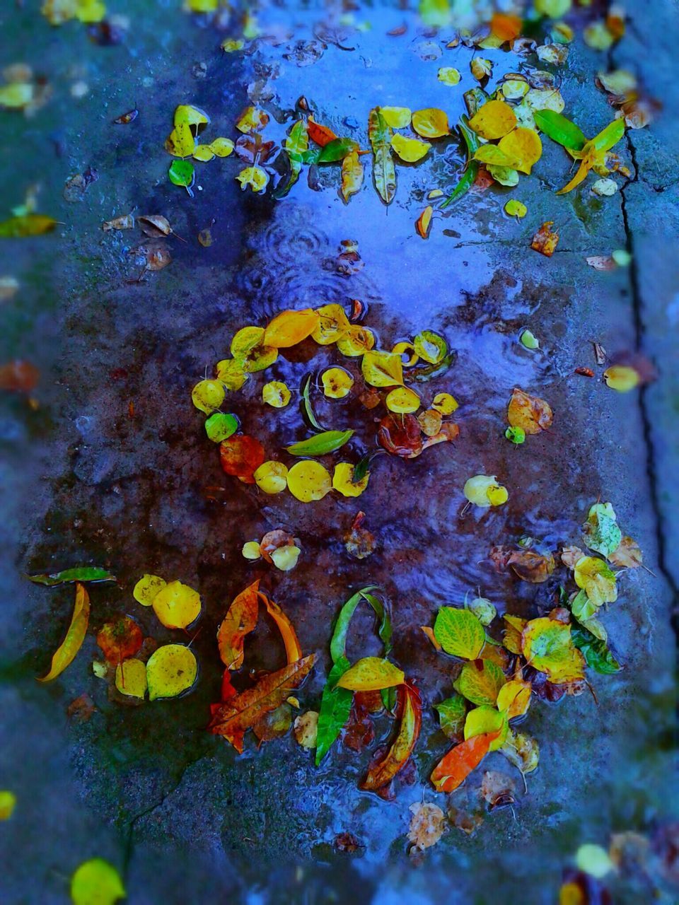 leaf, yellow, water, autumn, high angle view, nature, change, leaves, close-up, floating on water, growth, beauty in nature, reflection, season, tranquility, fallen, outdoors, day, fragility, plant