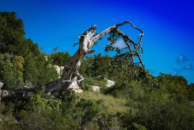 Low angle view of tree against blue sky