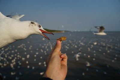 Cropped image of hand holding seagull against sky
