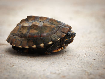 Close-up of a turtle