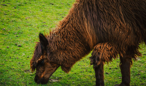 Horse grazing in a field