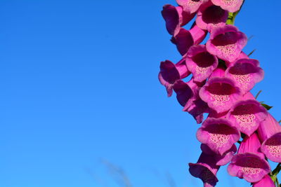 Low angle view of pink flowering plant against blue sky