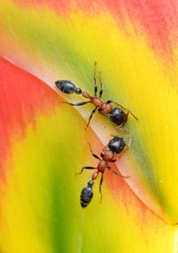 Close-up of ladybug on leaf