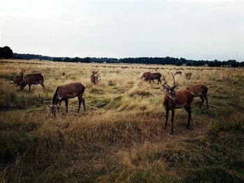 Deer grazing on grassy field against clear sky at richmond park