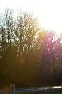 Trees by river against sky at sunset