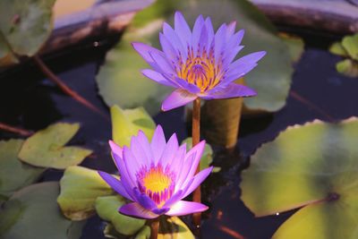 Close-up of lotus water lily in lake