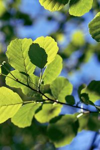Close-up of fresh green leaves on plant