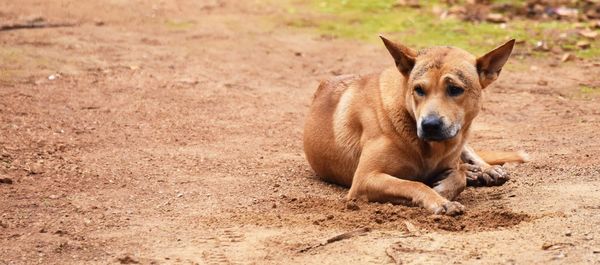 Portrait of dog on field