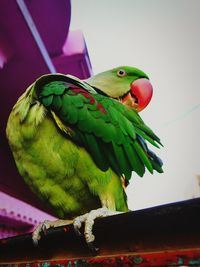 Close-up of parrot perching on leaf