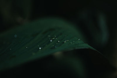 Close-up of raindrops on leaves