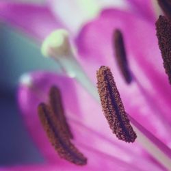 Close-up of pink flowers