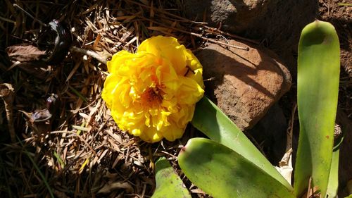 High angle view of yellow flowers blooming outdoors