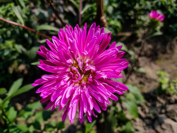 Close-up of pink flower