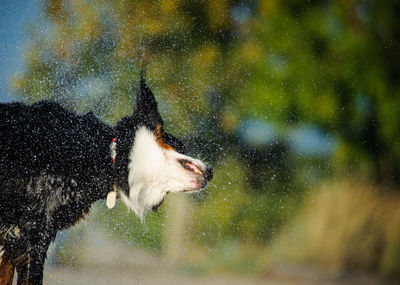 Close-up of dog shaking of water