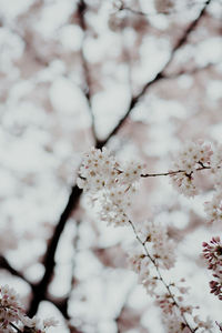 Close-up of cherry blossom