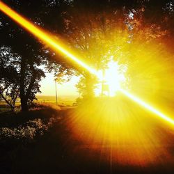 Sunlight streaming through trees in forest during sunset