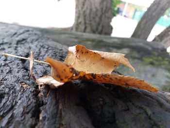 Close-up of lizard on tree trunk