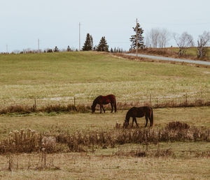 Horses grazing on field