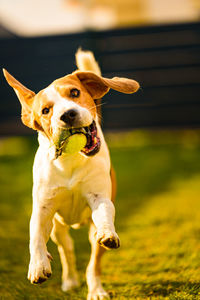 Dog having fun in the backyard. canine background outdoors.